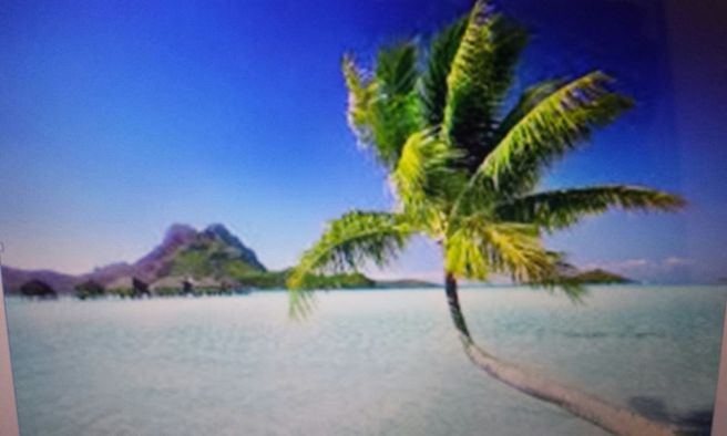 palm-tree-pic